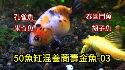 金魚可以混養嗎|金魚和孔雀魚混養需要注意哪些問題，還有什麼熱帶魚。